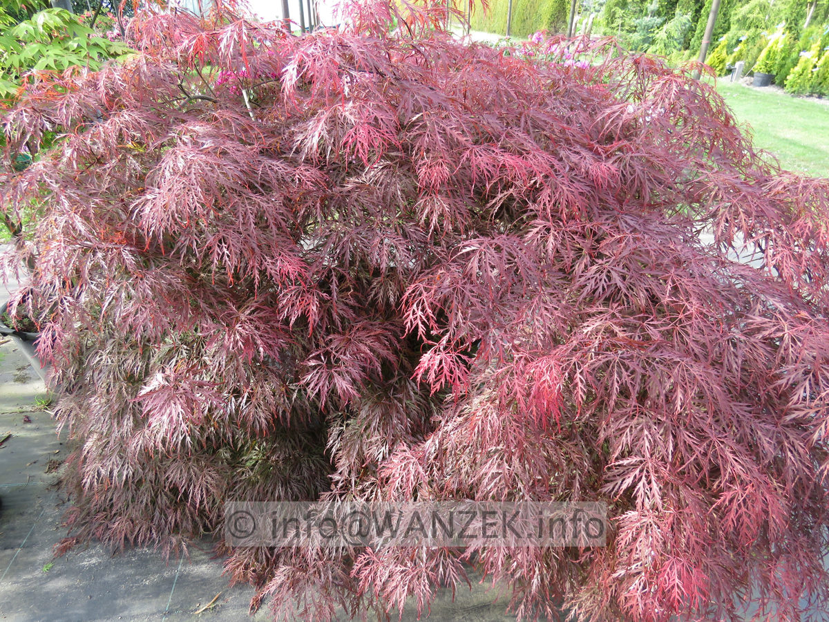 Acer palmatum Dissectum Garnet  2m breit im Austrieb.JPG
